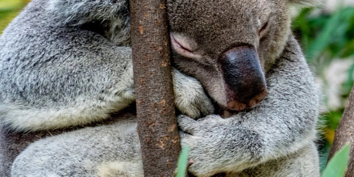 Koala