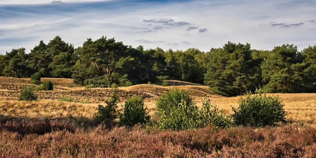 Paarse heide met dennen