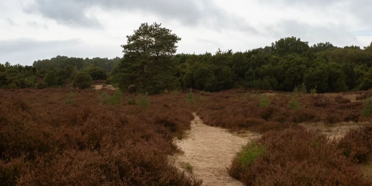 Pad door de heide