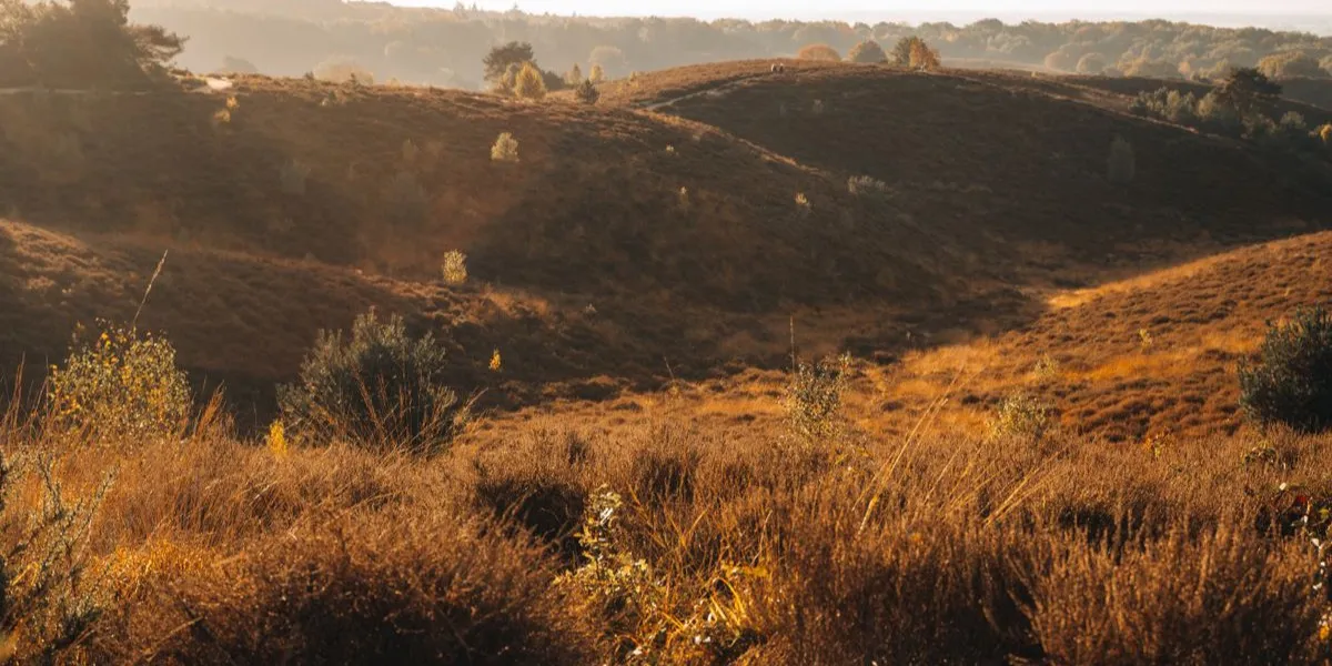 Paarse heide op de Veluwe