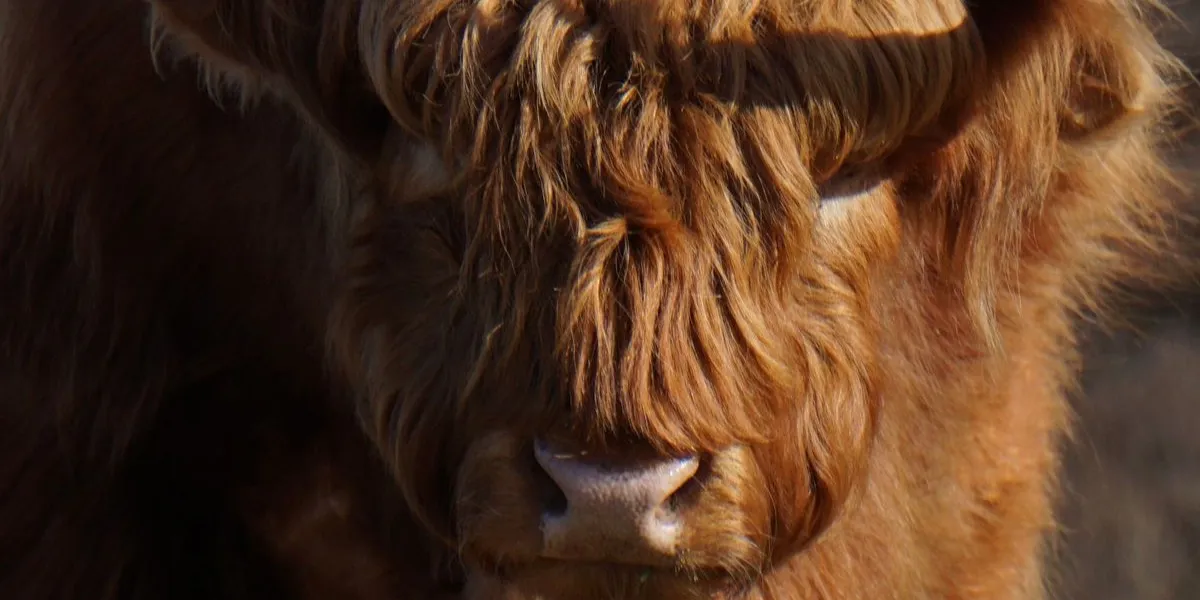 Schotse Hooglander op de Veluwe